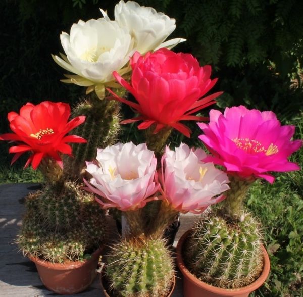 Echinopsis mix. 50 SEMENTES