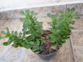 Euphorbia (Monadenium) guentheri