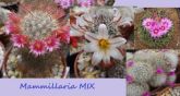 Mammillaria Mix - 50 SEMENTES