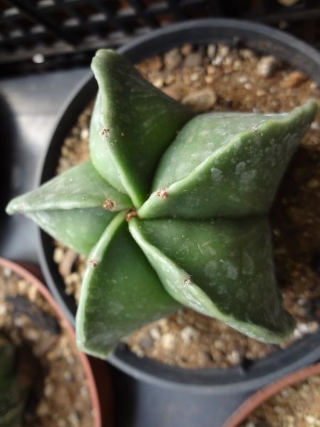 Astrophytum myriostigma var. nudum- 25 SEMENTES