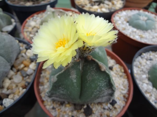 Astrophytum myriostigma - 50 SEMENTES