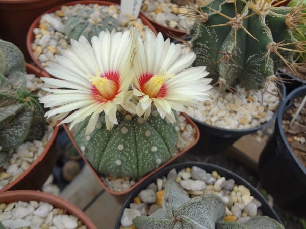 Astrophytum asterias - 25 SEMENTES