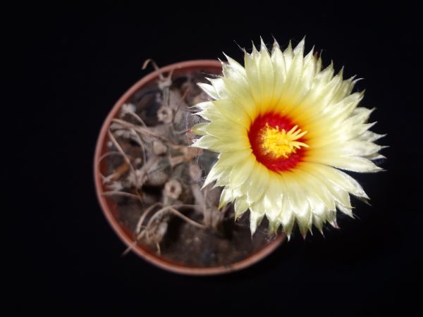 Astrophytum capricorne - 25 SEMENTES