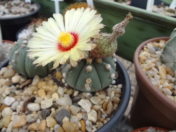 Astrophytum asterias forma nudum - 20 SEMENTES