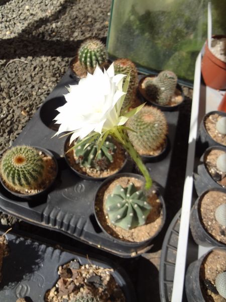 CA018 Echinopsis subdenudata (pequeno)