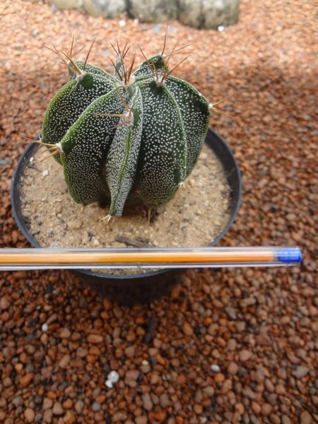 Astrophytum ornatum