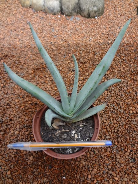 Aloe sp.