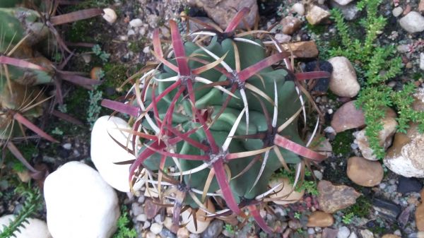 CA026 - FEROCACTUS RECURVOS