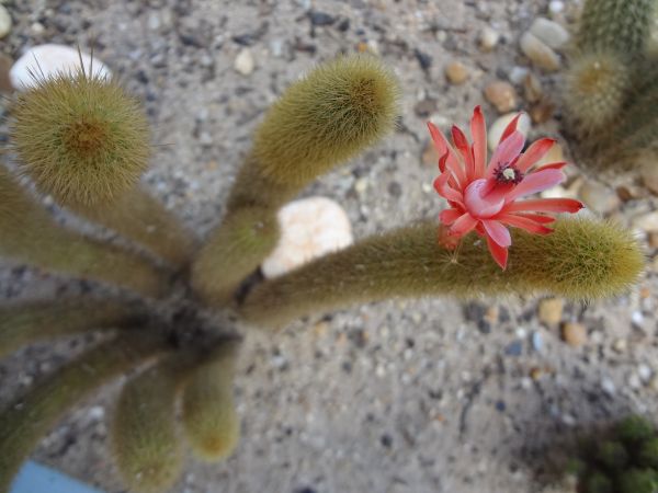 CA016 Cleistocactus winteri