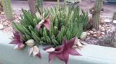 Stapelia grandiflora - Flor estrela (muda)